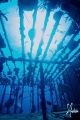 This image was taken during a dive on the Willaurie located off Nassau. This is one of my favorite dives off Nassau. 