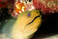 Green Moray, Captured with nikon D80 and 2 Strobe Ikelite.
Shoot 1/30 sec. at f/8 ISO 100 