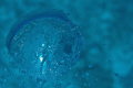 Hanging at a safety stop when I noticed myself in the bubbles. 