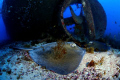 Dasyatis americana 