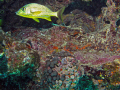 Key Largo-Molasses Reef 