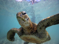 Green Sea Turtle - eyeing me 