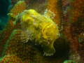 Yellow frogfish on reef off of the Carib Inn, Bonaire. 