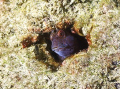 This image of a blenny was taken during a dive at The Blue Heron Bridge, great diving , shallow and lots of cool stuff! 
