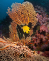 Yellow damselfish and gorgonian 