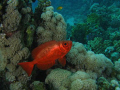 A common Red Sea bigeye on Marsa Shagra House reef, Egypt; Canon 720is & Inon Z240 