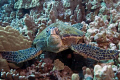 Close encounter with a skeptical turtle, big island of Hawaii.  Fuji Finepix S2 in Aquatica housing. 