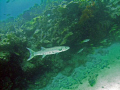 This Barracuda followed me around for about 5 minutes 