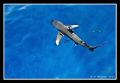 Oceanic White Tip Shark & friends @ Daedalus Reef 