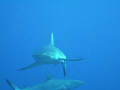 very friendly sharks on top of a wall 