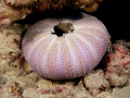 Urchin shell 