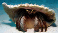 This fairly large hermit crab seemed to know he looked good, he was very patient while I got the right angle! 