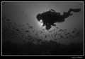Buddy Ray during our last trip to the Maldives 