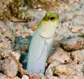Side shot of another Yellow-headed Jawfish 