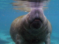 Manatee in Crystal River.Florida on a 35 degree morning 