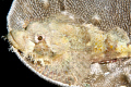 Bearded scorpionfish comfortably resting on a vase coral with barbells sticking out of the coral edge 