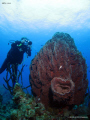 Huge barrel sponge. Canon Ixus 980 & Inon D2000. 