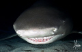"Teeth in the night" This image was taken at Tiger Beach during an exciting night dive.These lovable Lemon Sharks were not shy. It's quite the challenge to get lighting just right without blowing out their face and undersides with strobes. 