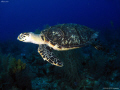 One more turtle... Turneff atoll. Canon Ixus 980 & Inon D2000. 