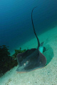 Beautiful male foraging in the sand at the Poor Knights on a perfect diving day. 
