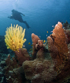 Yellow Feather Star and diver background. 
