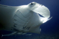 Manta and his four best buddies, Maldives 