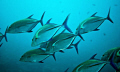 A scool of    Giant trevally Caranx  ignobilis 