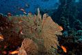 The reef and its inhabitants 