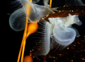 Melibe Leonina on Elk Kelp at Night. 