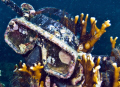 Diving in Siimilan islands I found this dive mask lost in the bottom on a fire coral.
I hope the diver is still  alive !  ;-) 
