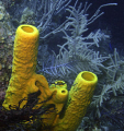 Yellow Sponges 