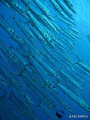 Barracudas at the Blue Corner 