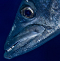 Barracuda study 