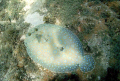Peacock Flounder gliding around the shallows. 