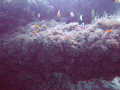 Sun on the reef 