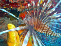 Lion Fish - Turneffe Atoll - Belice 
