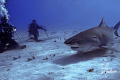 This image is of a Tiger Shark that spent nearly 8 hours U/W with us in one day at Tiger Beach. This Tiger keeps her distance from the divers who are hoping to get a great shot! 
