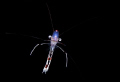 Freestyle shrimp, night dive, Milne Bay, PNG 