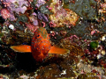Coral Grouper @ the German Channel 