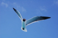 Seagull in the Tobago Cays. 