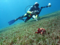 Frog fish with diver... 