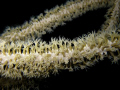 This is a shot of an octocoral taken on a night dive at The Elbow off Turneffe Atoll in Belize. I was using a Canon Powershot 1100IS with chdk installed. 