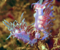 Trasparenze  Fotografata in una grotta di Capo Palinuro con Nikonos III, UW 28mm. e tubo di prolunga 