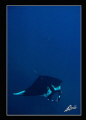 2 giant mantas swimming in Koh Bon 