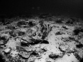 Grouper at Chumphon Pinnacle off of Ko Tao in the Gulf of Thailand. 