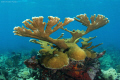 Elkhorn Coral, Nikon D80 with 15mmlens. Shoot f/8 @ 1/90sec. ISO100. 