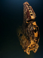 Zero airplane in the hull of Fujikawa Maru_Truk Lagoon. 