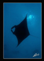 just another manta above... 