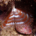 Anamobaea onstedii,  Split-Crown Feather Duster 
