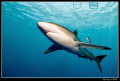 Silky sharks back in the Red Sea... 
